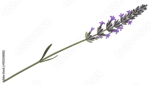 Single lavender flower isolated on a white background.