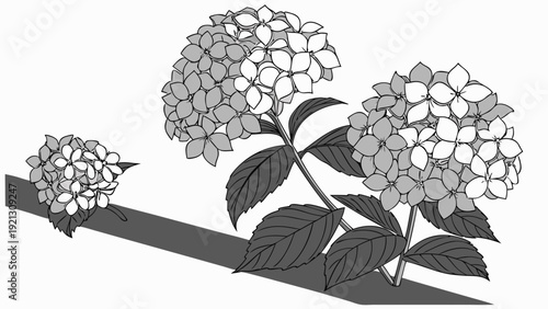 Hydrangea flowers blooming in a garden.