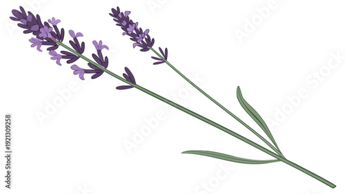 Two delicate lavender sprigs with purple blossoms and green stems on a clean white background.