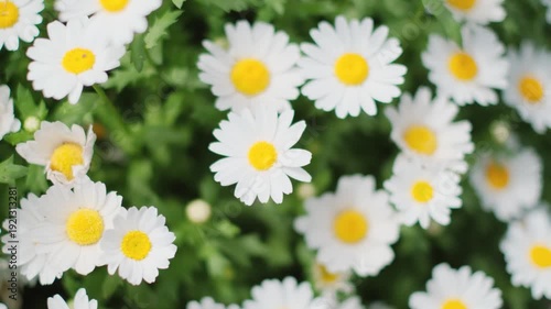 上から見たノースポールの花