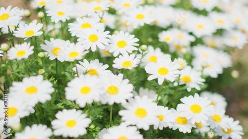 ノースポールの花畑