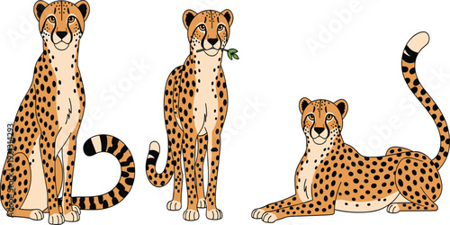 African Cheetah Vector Illustration Set with Sitting Standing and Lying Poses Isolated on White Background for Wildlife Design