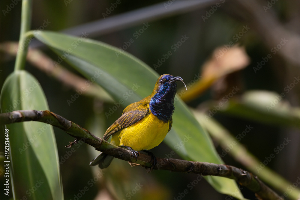 Naklejka premium Olive-backed sunbird calling to other birds 