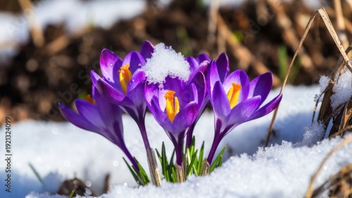Vibrant purple crocuses emerging through snow in early spring garden.