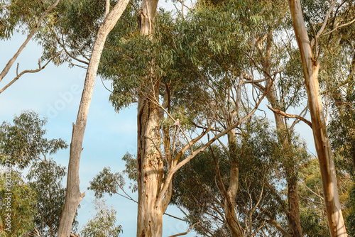 Cuadro en lienzo eucalyptus trees in australian bushland