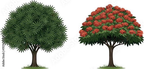 Green leafy tree and flowering tree with red blossoms illustration set, detailed botanical garden plants isolated on white background for landscape design