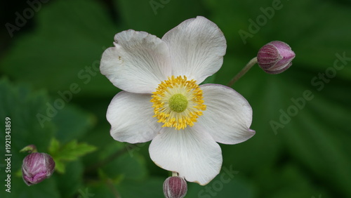Tableau sur toile Delicate White Anemone Flower with Yellow Center