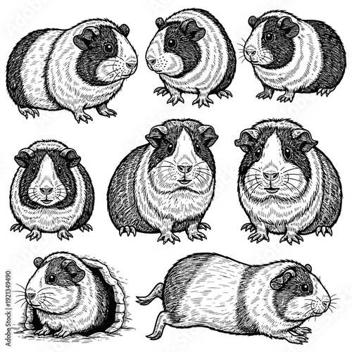 Guinea Pig Family Engraving-Style Illustration Set

