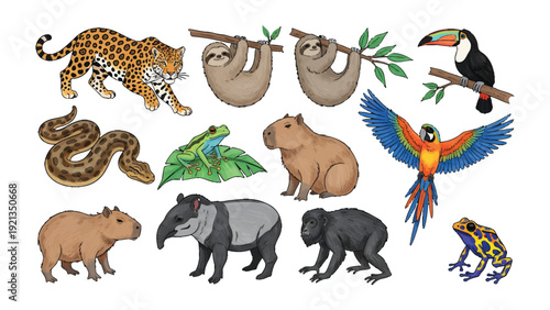 Tropical Wildlife Collection: A vibrant assortment of iconic rainforest animals, artfully arranged to showcase the rich biodiversity and charm of the Amazon.
