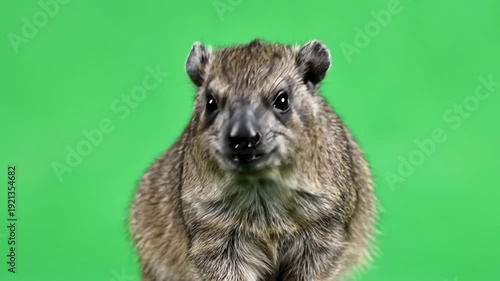A curious hyrax looking to the side against green backdrop