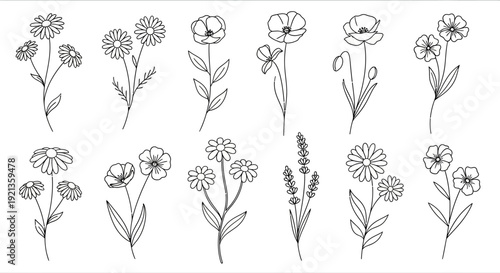 Diverse collection of wildflower outline drawings, featuring various floral species on an isolated white background.