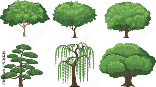 Collection of illustrated tree vectors, six tree varieties including oak, willow, pine and stylized bonsai, lush foliage, landscape and gardening design elements