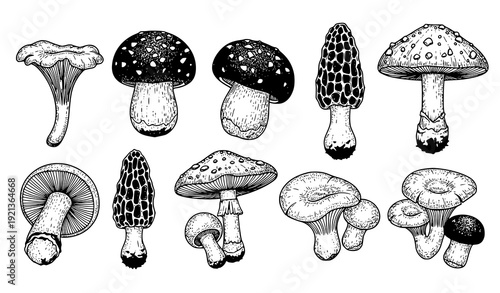 Hand Drawn Edible and Wild Mushroom Botanical Vector Set in Black and White Line Art Style