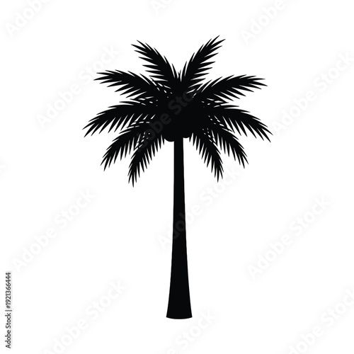 Solitary palm tree silhouette against white background