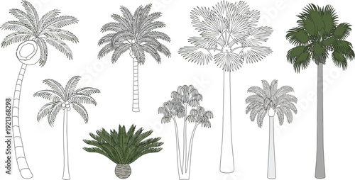 Diverse collection of palm trees and tropical plants featuring detailed vector illustrations and outline designs perfect for nature-themed graphics and web elements