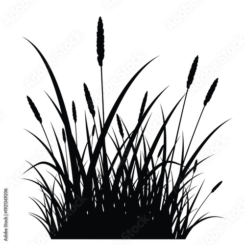 Silhouette of tall grass and cattails against white background