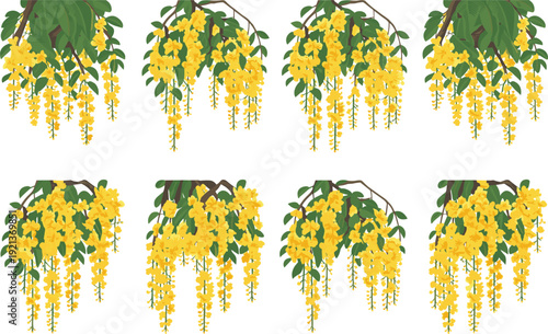 Golden cascading laburnum and yellow shower flower clusters hanging from branches, botanical vector illustrations, spring floral design, isolated on white