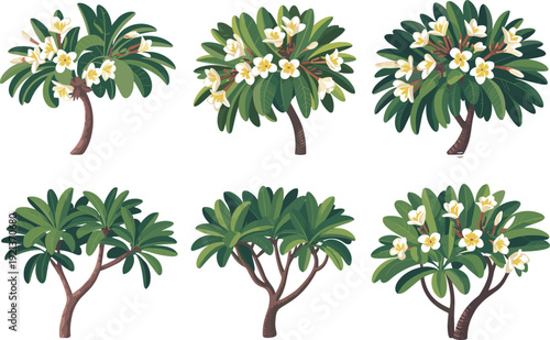 Plumeria frangipani trees with white tropical flowers and glossy green leaves, isolated vector illustrations on white background for design assets