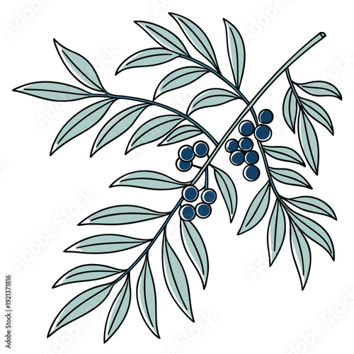 uva ursi line art vector on white