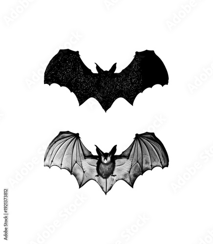 The image displays two illustrations of a bat with its wings spread. 