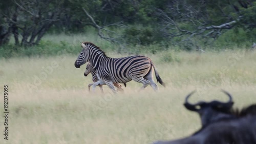  a zebra mare guiding her foal away from a predator