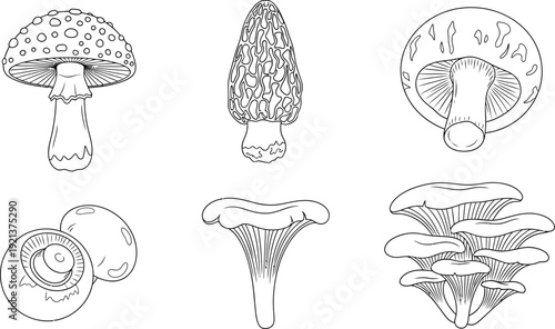Collection of diverse edible mushrooms hand-drawn outline vector illustration set perfect for botanical guides food packaging or educational materials