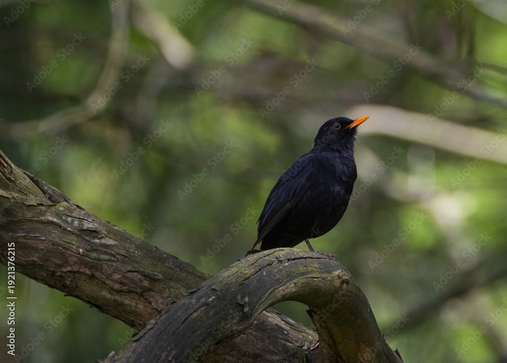 Fototapeta premium Common blackbird perched on a tree branch