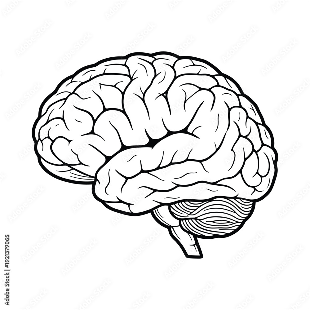 Fototapeta premium Brain Anatomy Outline Medical Vector Graphic
