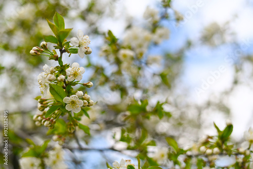 Blossom branch with white flowers against blue sky in spring season. flowering tree with beautiful spring white flowers. Cherry or apple blossoms. bloom seasonal concept about nature, blooming trees.