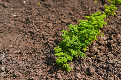 Parsley growing in garden bed with loose brown soil. Parsley forms curly bright green leaves, neat row on cultivated earth, fresh herb cultivation scene, organic farming detail, natural growth concept