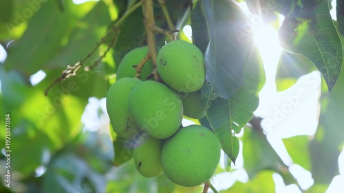 Fresh green mangoes hanging on a tree in warm morning sunlight with soft lens flare. Natural, organic farming concept, tropical fruit and healthy freshness theme