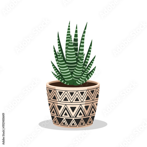 Small haworthia succulent plant with striped green leaves growing in a patterned ceramic pot on a white background.