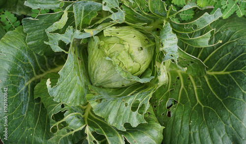Fresh Green Cabbage Leaves with Insect Holes - Brassica Oleracea Leaf with Natural Pest Damage Texture