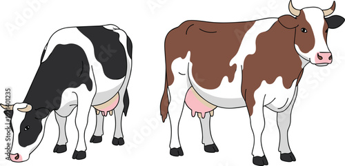 Dairy cows vector illustration with black and brown cattle isolated on white background farm animals