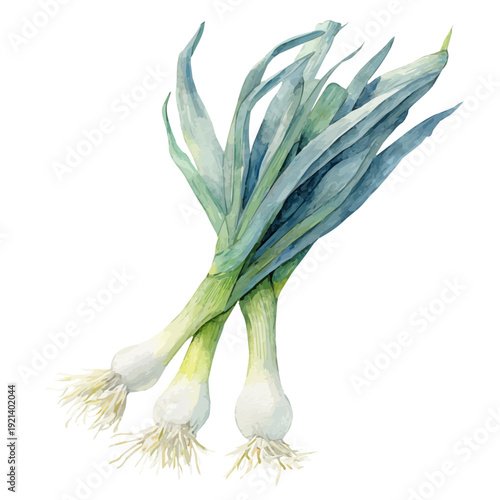 watercolor vector of Leek, isolated on a white background.