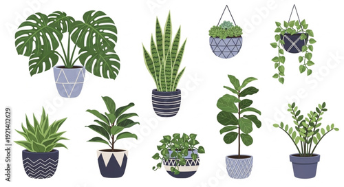 Collection of Various Potted Houseplants.