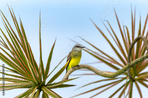 Fotografi Trauerkönigstyrann (Tyrannus melancholicus)