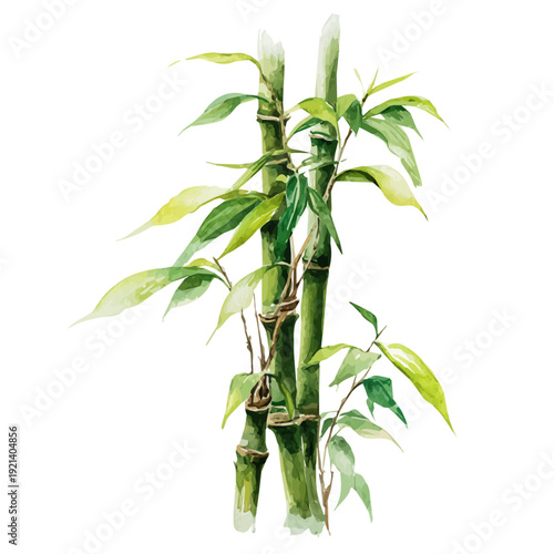 Lucky Bamboo, watercolor vector, isolated on a white background.