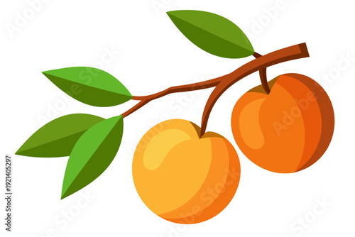 A vector graphic illustration of two peaches on a branch with green leaves on a white background