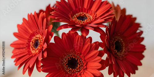 red gerbera flower