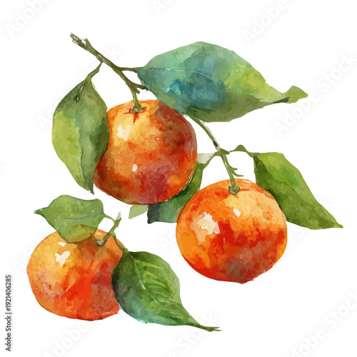 watercolor vector of Mandarin, isolated on a white background.