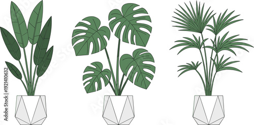 Three potted tropical houseplants vector set, monstera banana leaf plant and parlor palm in geometric ceramic planters, minimalist botanical illustration