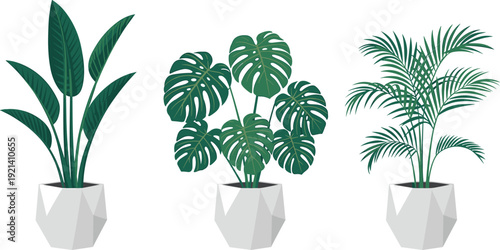Three modern potted tropical houseplants vector set, monstera banana leaf and parlor palm, geometric ceramic planters, minimalist botanical flat illustration