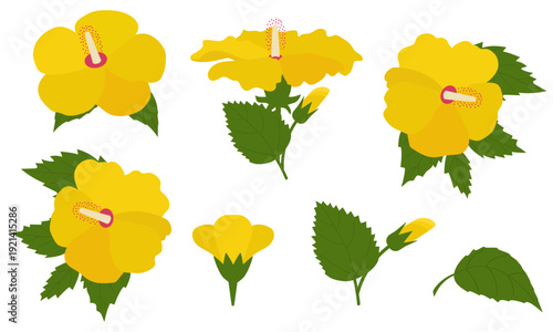 Yellow hibiscus flower set with buds and leaves, tropical exotic plant elements isolated on white background, flat vector illustration.