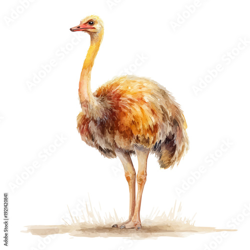 Ostrich, watercolor painting vector, isolated on a white background.
