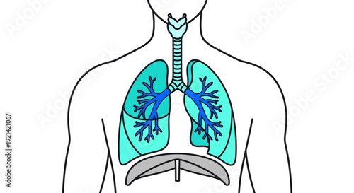 Diagram of Human Respiratory System with Lungs and Diaphragm on White Background