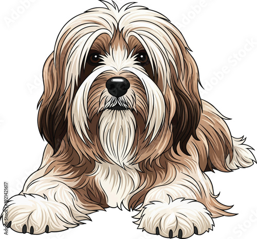Tibetan Terrier Dog lying down relaxed resting illustration