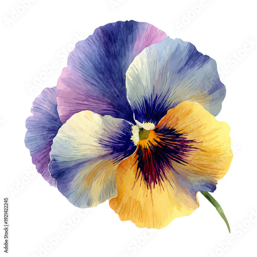 watercolor vector of Pansy Flower, isolated on a white background.