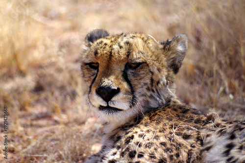 Fotografie Guépard en Namibie