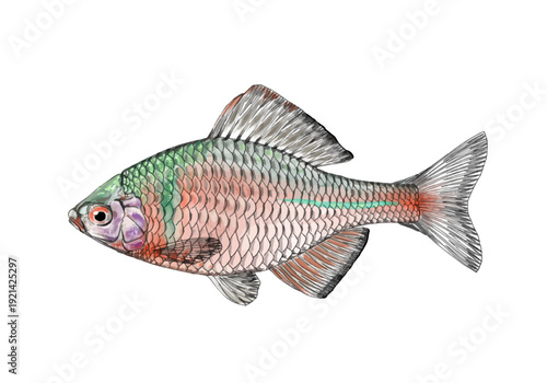 ニッポンバラタナゴ（Rhodeus ocellatus kurumeus）側面図・日本固有亜種の淡水魚リアルイラスト